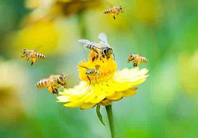 Bienen fliegen um eine gelbe Blume auf einer Wiese