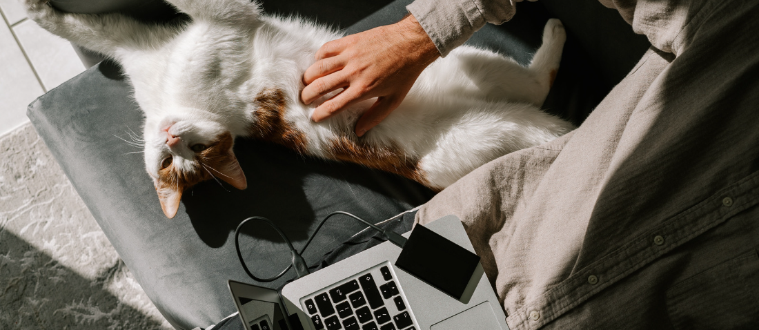Person mit Laptop und Katze auf dem Schoß auf einem Sofa