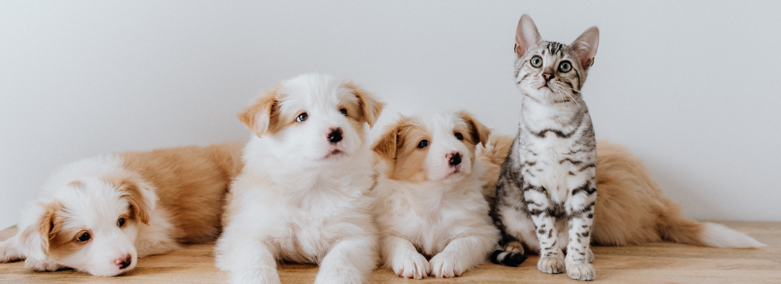 3 Hundewelpen und eine junge Katze vor einer weißen Wand